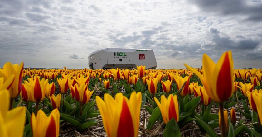 Hollanda'da lale tarlalarında artık robotlar devriye geziyor