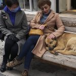 Erdoğan'ın tavsiyesi üzerine sokak köpeklerine sakinleştirici alternatif aranıyor: Kulis