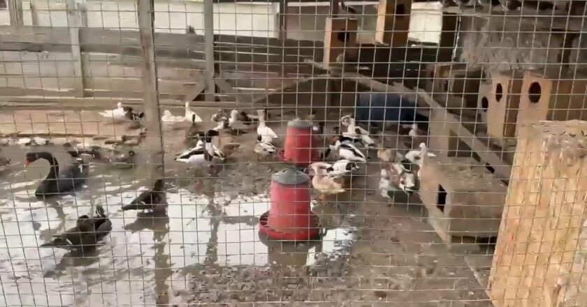 Yasadışı olarak ele geçirilen bir evde bulunan 98 hayvan