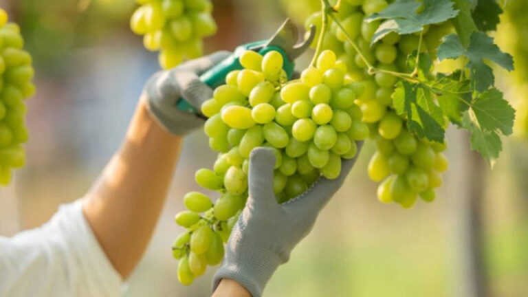 Üzüm, iyileşme: çok sayıda cilt faydası var