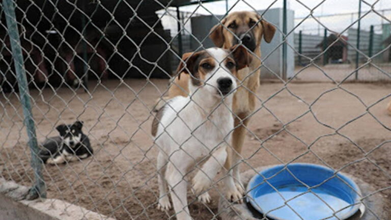3 Vatandaş Hayvanlar İçin Şehirlerde Kurulacak – Türkiye Haberlerini Kırmak