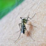 Çin'de Foshan şehrinde sivrisineklerin neden olduğu Chikungununa virüsü, vaka sayısı 7 bini aştı