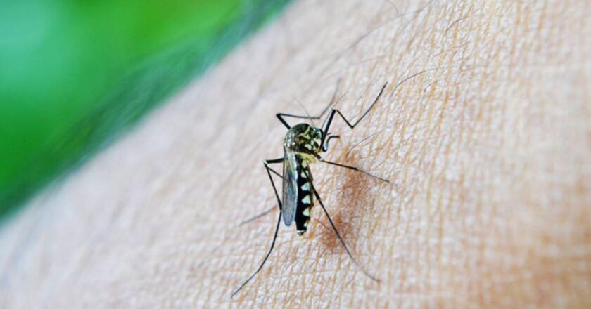 Çin'de Foshan şehrinde sivrisineklerin neden olduğu Chikungununa virüsü, vaka sayısı 7 bini aştı