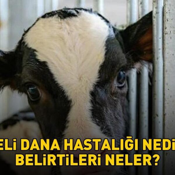 Deli dana hastalığı nasıl bulaşır? Ankara'nın ardından Bolu da ortaya çıktı! Deli dana hastalığı nedir ve belirtileri nelerdir?