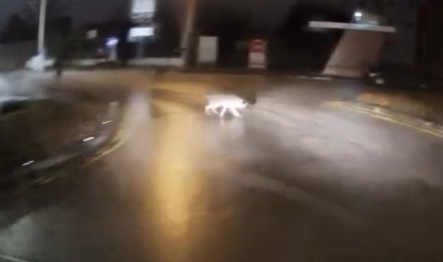 Köpeklerin kovaladığı genci korna sesiyle kurtardı. 